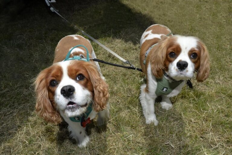 AFD24.12